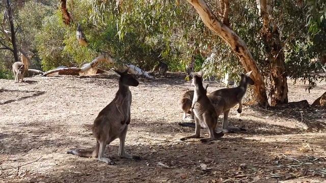 Уникальная семья кругосветных путешественников смотреть онлайн