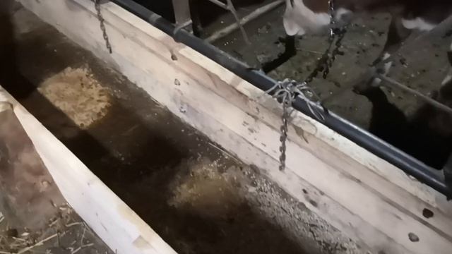 Цена, покупки моих бычков! смотреть онлайн
