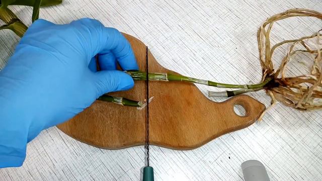 Хочу получить много деток, дендробиум нобиле смотреть онлайн