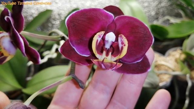 ?Орхидеи 1,7 зацветают. Что такое пересорт??❓ смотреть онлайн