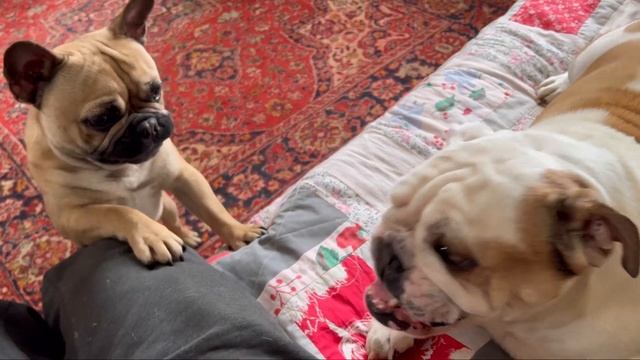 Французский бульдог пытается развеселить Английского. смотреть онлайн