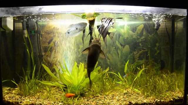 Аквариум. Nikon d7000 video смотреть онлайн