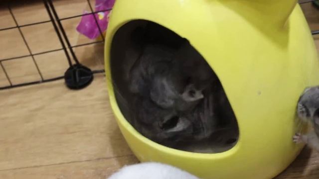 Шиншиллёнок - девочка или мальчик??? смотреть онлайн