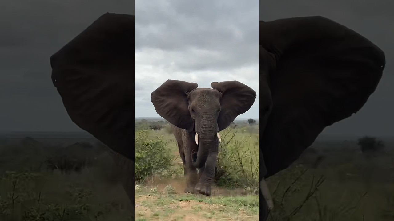 Нас атакует агрессивный слон #африка #юар #крюгер #слон #агрессия #животные смотреть онлайн