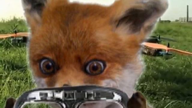 CatCopter & Упоротый Лис