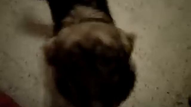 Грузинский язык в Испании смотреть онлайн