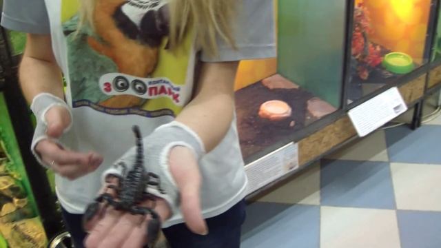 Императорский скорпион. Emperor Scorpion.