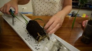 Пересадка финика. Финиковая пальма из косточки