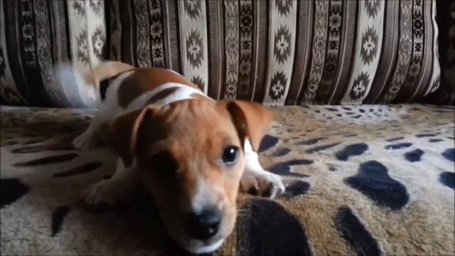 Джек рассел по имени Макс смотреть онлайн