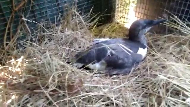 В ПАРК ПРИВЕЗЛИ ТОНКОКЛЮВУЮ КАЙРУ,ИЗ ГОРОДА ВЛАДИВОСТОК. У ПТИЦЫ ПОВРЕЖДЕНО ЛЕВОЕ КРЫЛО смотреть онлайн