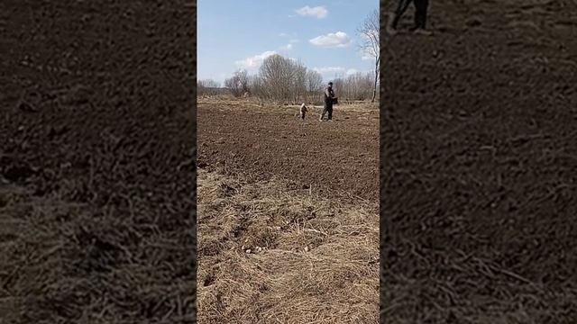 Посев овса при помощи упряжных лошадей. смотреть онлайн