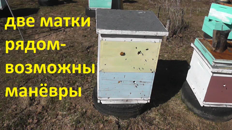 Весенняя ревизия двухсемейных  ульёв