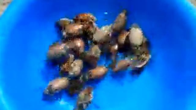 Жучки майские смотреть онлайн