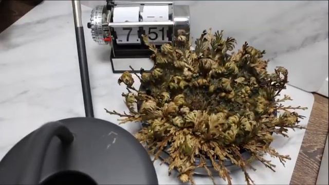 The resurrection plant (Selaginella lepidophylla) can survive years of drought. смотреть онлайн