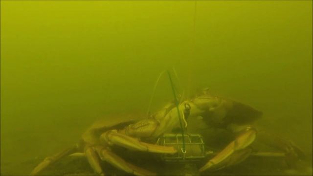 Underwater Gopro Tied To A Crab Snare - Gopro Crabbing