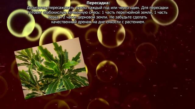 Как ухаживать за дизиготекой смотреть онлайн