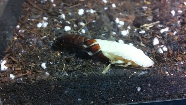 The Madagascar Hissing Cockroach (Gromphadorhina portentosa) molting смотреть онлайн