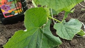 Быстрые огурцы с экстрактом конского навоза !!! Проще не бывает!!!