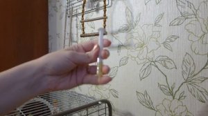 Как дать лекарство попугаю в клюв (волнистый попугай)