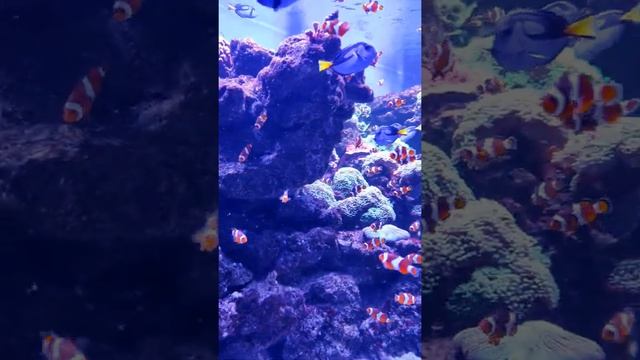 Дори и Немо) Голубые хирурги и рыбы клоуны в океанариуме Львова смотреть онлайн