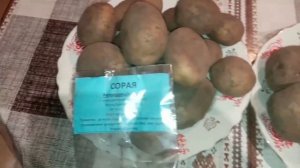 Три самых урожайных сорта картофеля