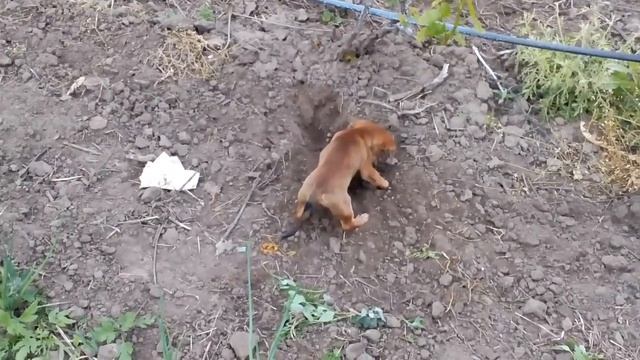 Маленький рыжий землекоп))) смотреть онлайн