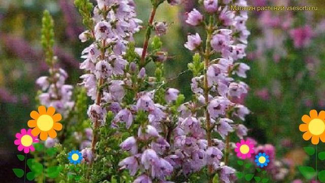 Вереск обыкновенный спринг точ. Краткий обзор, описание характеристик Spring Torch