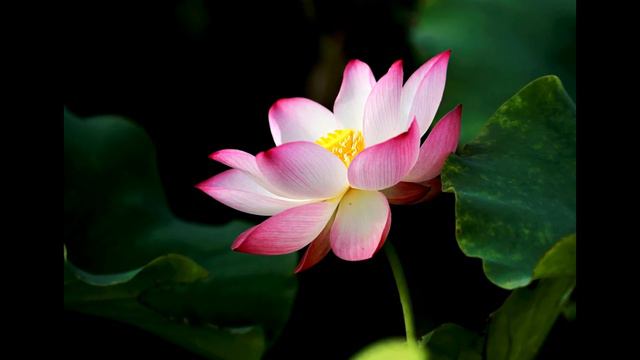 Сила слова. Как изменить будущее с помощью слова. Как изменить жизнь. смотреть онлайн