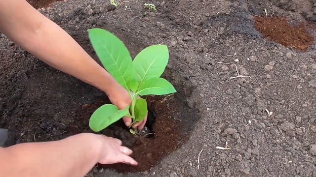 Высадка рассады курительного табака в открытый грунт. смотреть онлайн