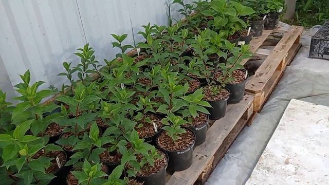 Обзор крупнолистной гортензии выращенной из черенка смотреть онлайн
