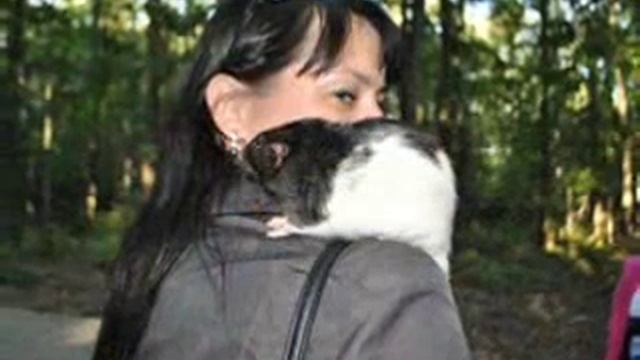 3 А Прогулка в осенний лес смотреть онлайн