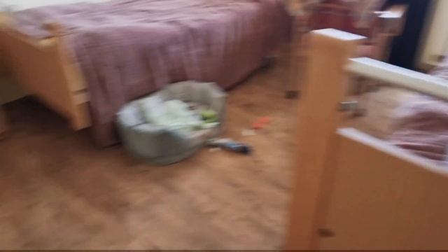 Кто больше всех скучает? Как кошки и собака встречают хозяев с работы смотреть онлайн