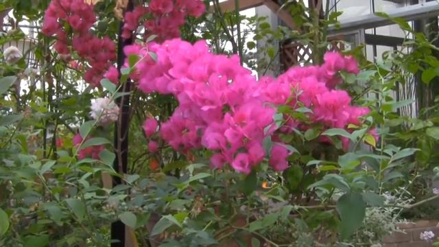 ブーゲンビリア（Bougainvillea） смотреть онлайн