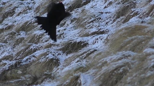 Тетерев кавказский смотреть онлайн