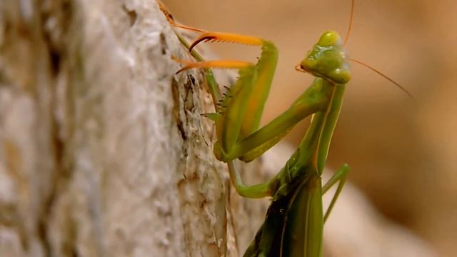 NATURE through Nikon Coolpix P600(edited in FILMORA) смотреть онлайн
