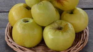 Сорт яблони Антоновка обыкновенная