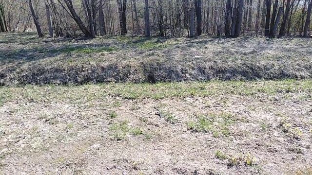 Нашествие гадюк в Лен. области