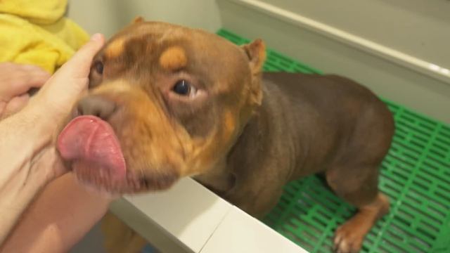 Мы отдали двух лишних собак! смотреть онлайн