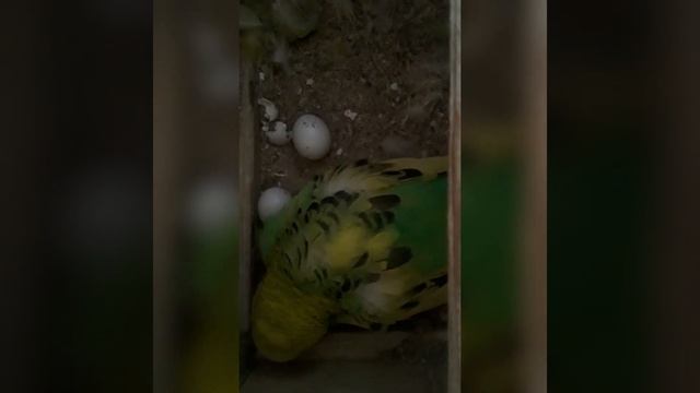 самка волнистого попугая кормить первую птенца и не позволяет своего самцу на домик. секретная каме смотреть онлайн