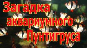 Такой загадочный и такой обычный суматранский барбус. Интересно о барбусе тетразона.