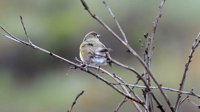 Yellow breasted Chat смотреть онлайн