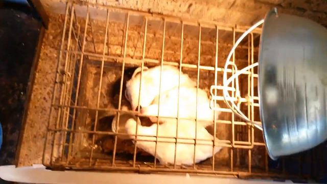 How To Treat Sick Chickens смотреть онлайн