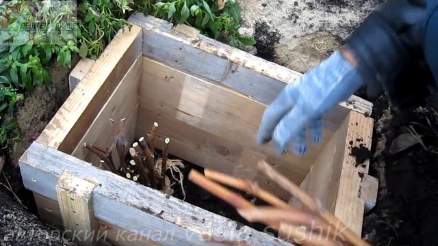 Заготовка и хранение черенков винограда.Хранение черенков винограда зимой.Хранение черенков в земле смотреть онлайн