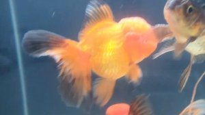 Золотые рыбки Оранда! Как легко определить пол!