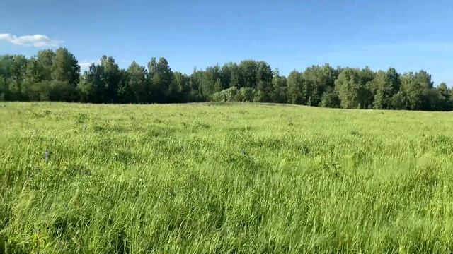 Коп на поле с металлоискателем ACE Garret 250 (Часть 2) смотреть онлайн