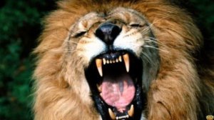 ЛЕВ ПРОТИВ БУЙВОЛА. СЕРЬЁЗНАЯ СХВАТКА. КТО ПОБЕДИТ В БИТВЕ?