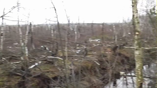 Загонная охота от лица загонщика, косуля. 29 ноября 2008г. смотреть онлайн