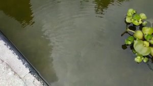 Хлорелла в пруду 3