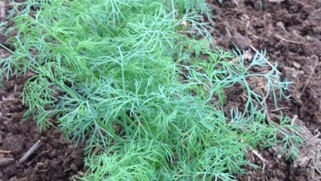 свекла смотреть онлайн