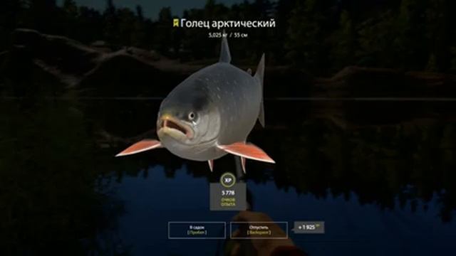 Русская рыбалка 4. Спиннинг на Куори. Голец и форель из лагеря. смотреть онлайн